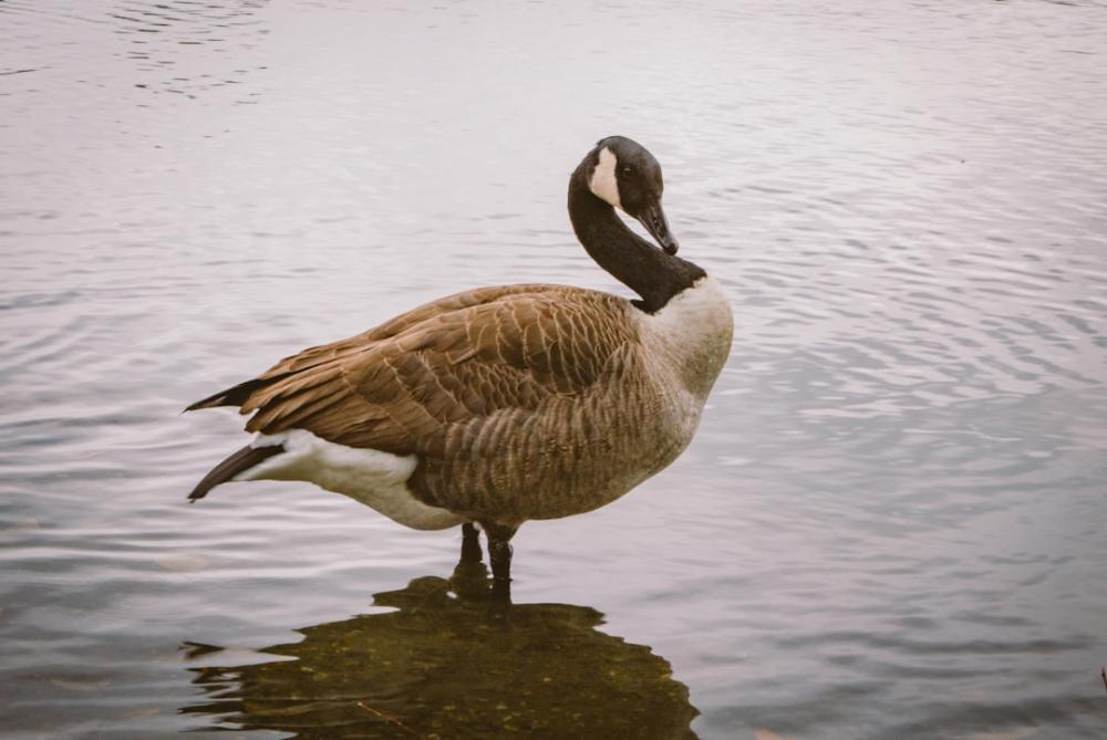 Why Canada Goose Is Taking Over Winter Fashion